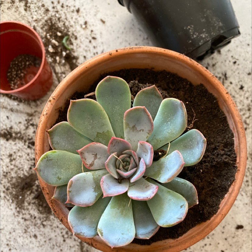 Potted Echeveria 'Morning Beauty' succulent with healthy green leaves and red edges.