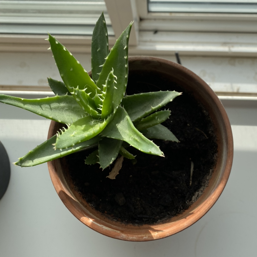 Photo of the plant species Short-Leaved Aloe by @amelia815 named Spike on Greg, the plant care app