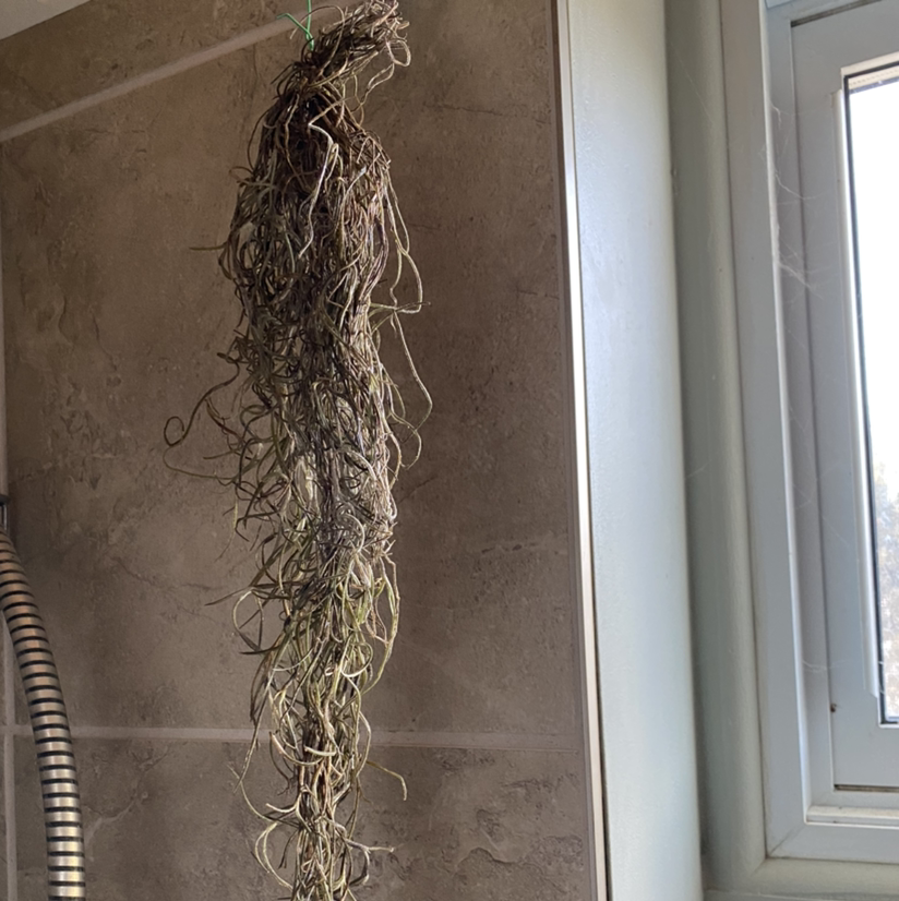 Hanging Spanish Moss plant indoors near a window, showing signs of dryness and discoloration.