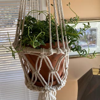 String of Dolphins plant in Erinsville, Ontario