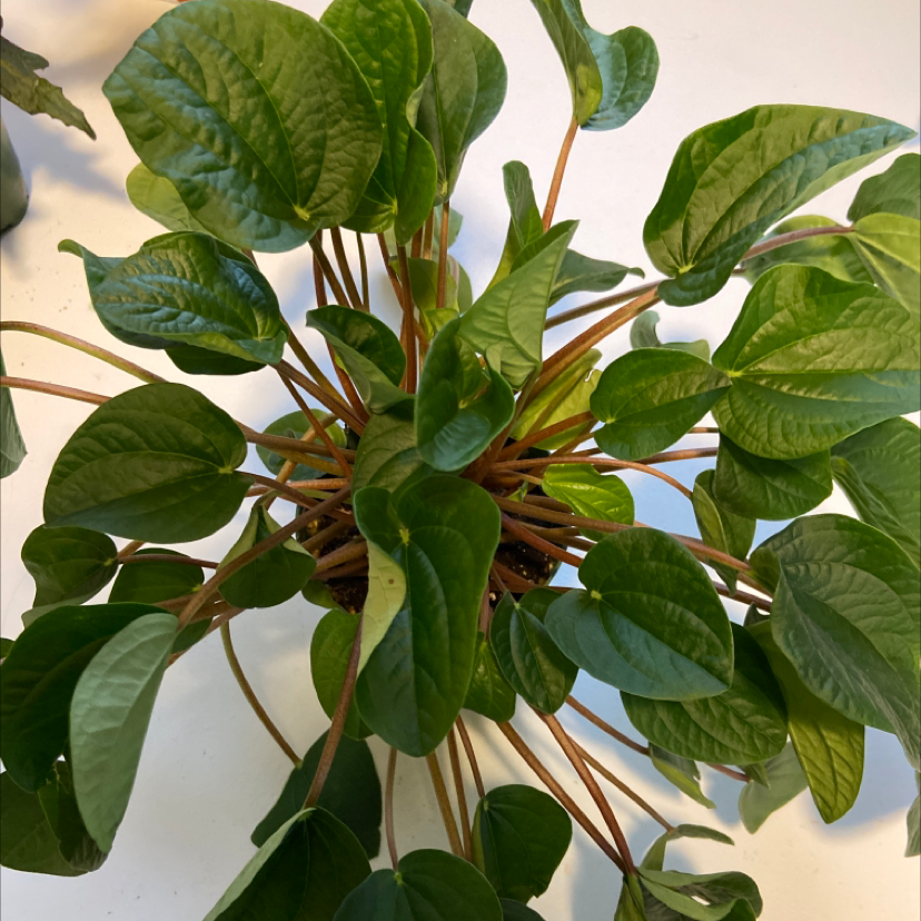 Healthy Rana Verde Peperomia plant with vibrant green leaves.