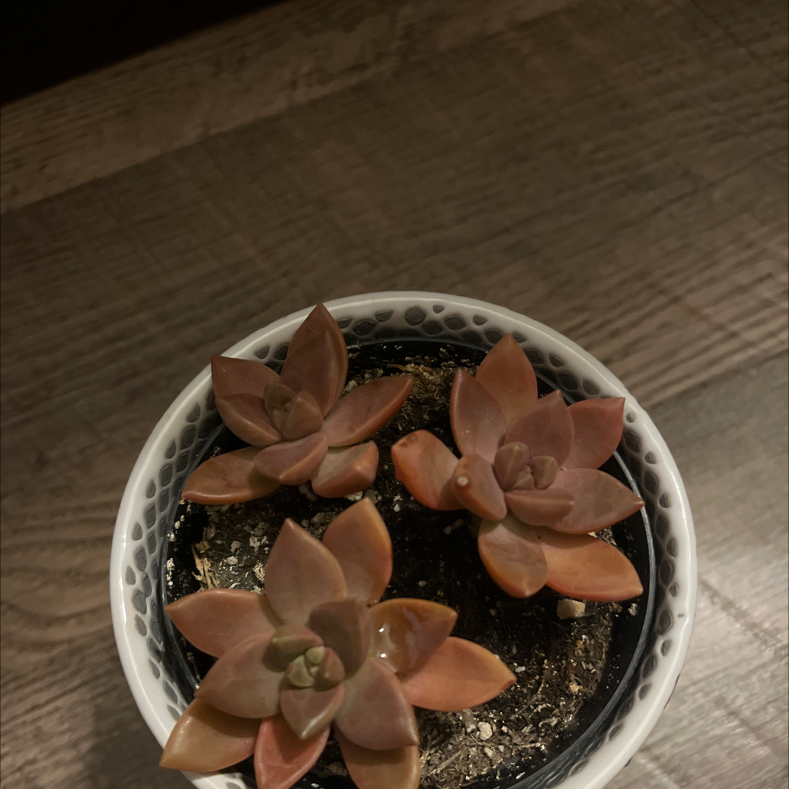 Potted succulent plant with three reddish-brown rosettes in dry soil.
