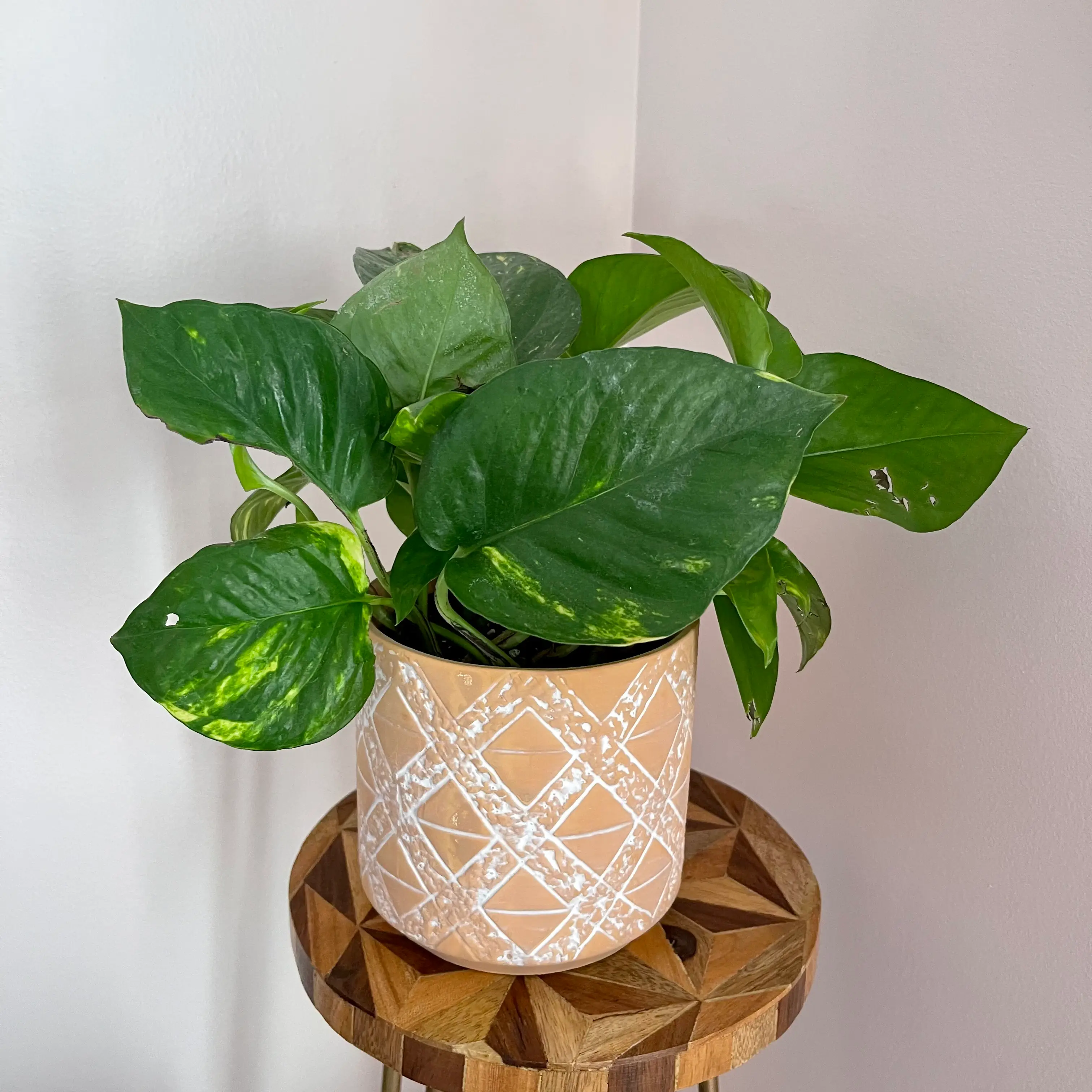 Taro Vine plant photo by @Tipsykibbles named Marley on Greg, the plant care app.