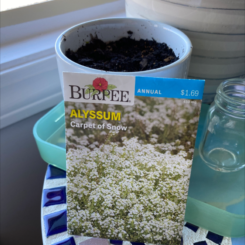 Pot of densely blooming white sweet alyssum flowers labeled as an annual 'Carpet of Snow' variety, appearing very healthy.