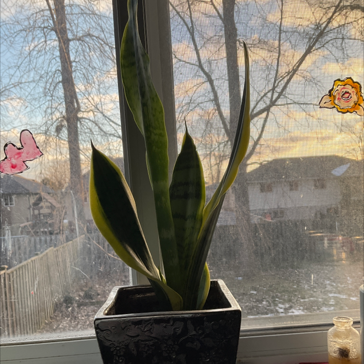 Snake Plant plant photo by @emmawest444 named Gregory on Greg, the plant care app.