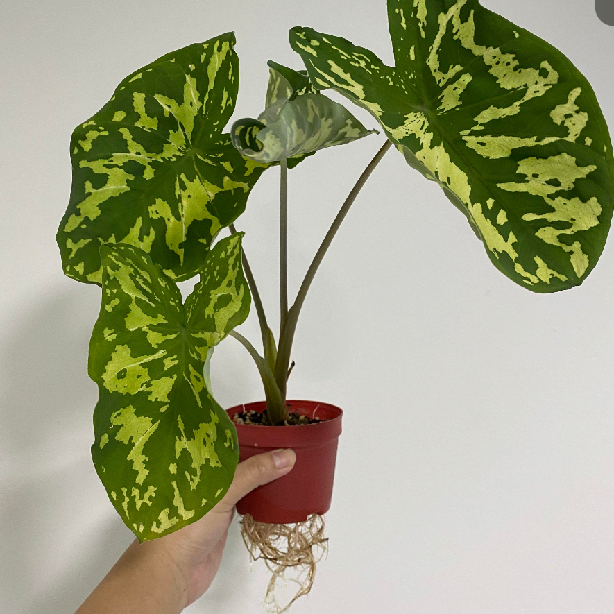 Alocasia plant photo by @plantwich named Slayer on Greg, the plant care app.
