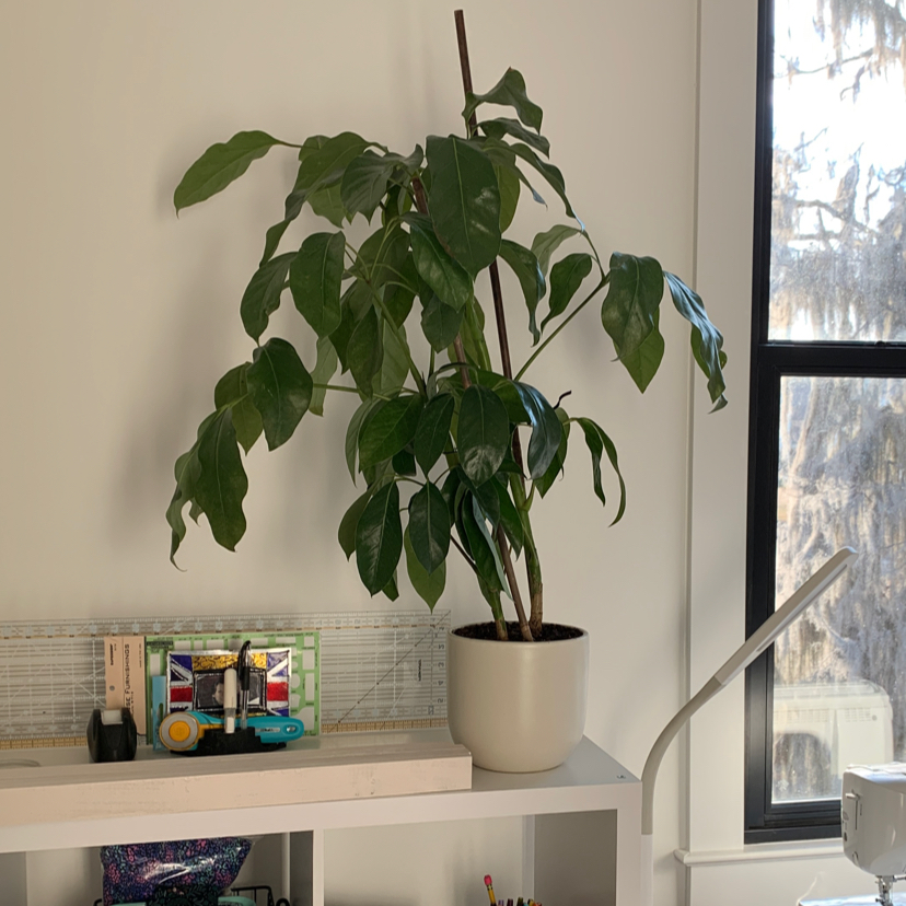 A healthy Alpine Schefflera plant in a pot on a shelf near a window.
