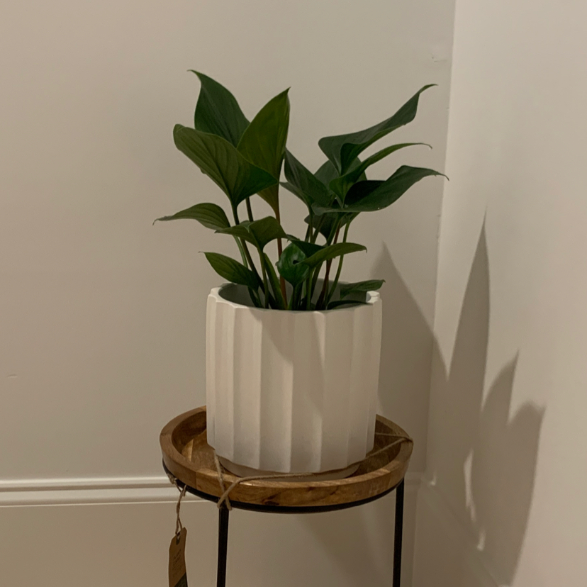 Homalomena 'Emerald Gem' plant in a white pot on a wooden stand.