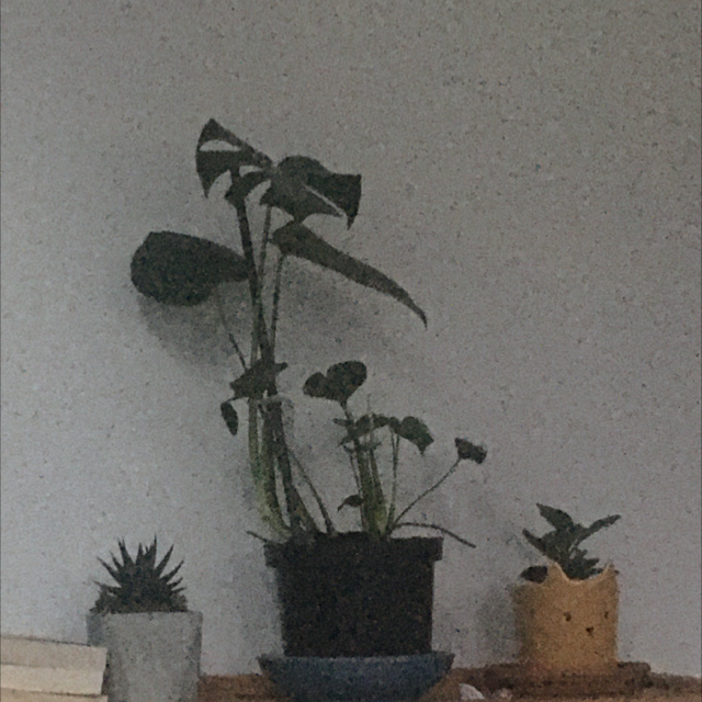 Monstera plant photo by @ProLemon named dorcas :) on Greg, the plant care app.