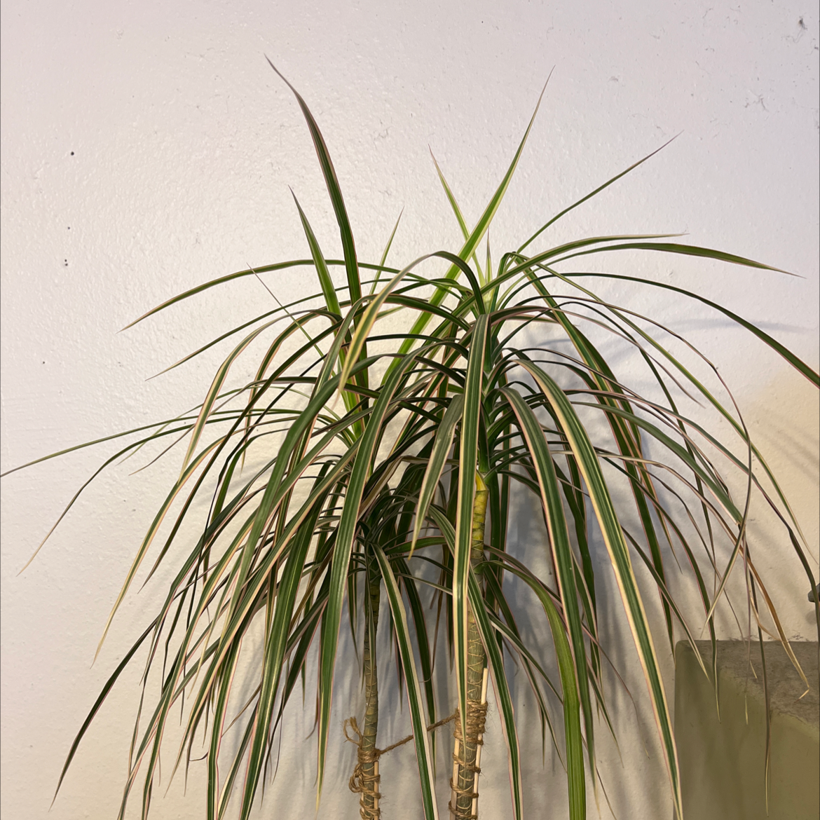 Madagascar Dragon Tree with long, narrow leaves showing signs of browning and yellowing.