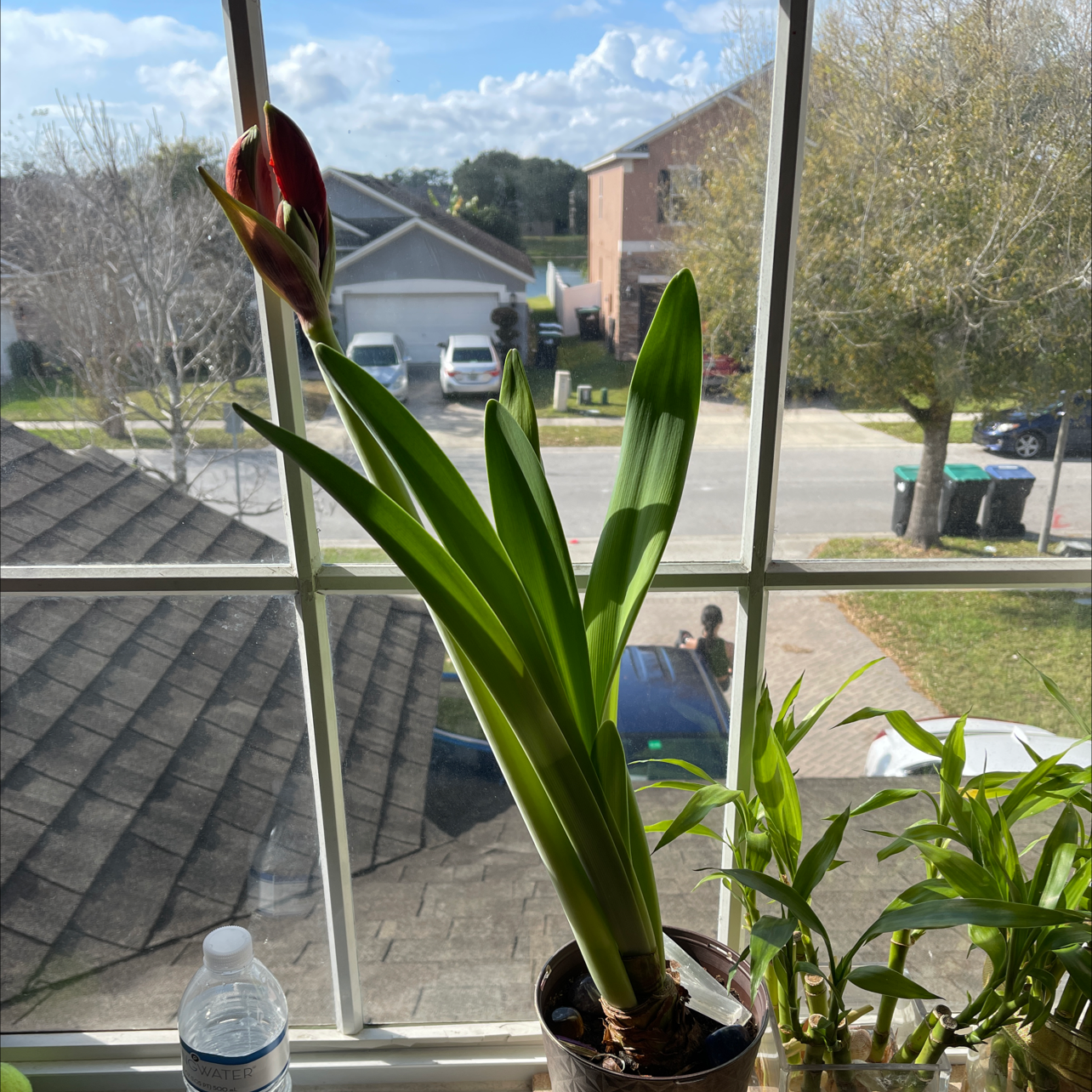 Hippeastrum 'Red Lion' plant photo by @jandalorian named frank on Greg, the plant care app.