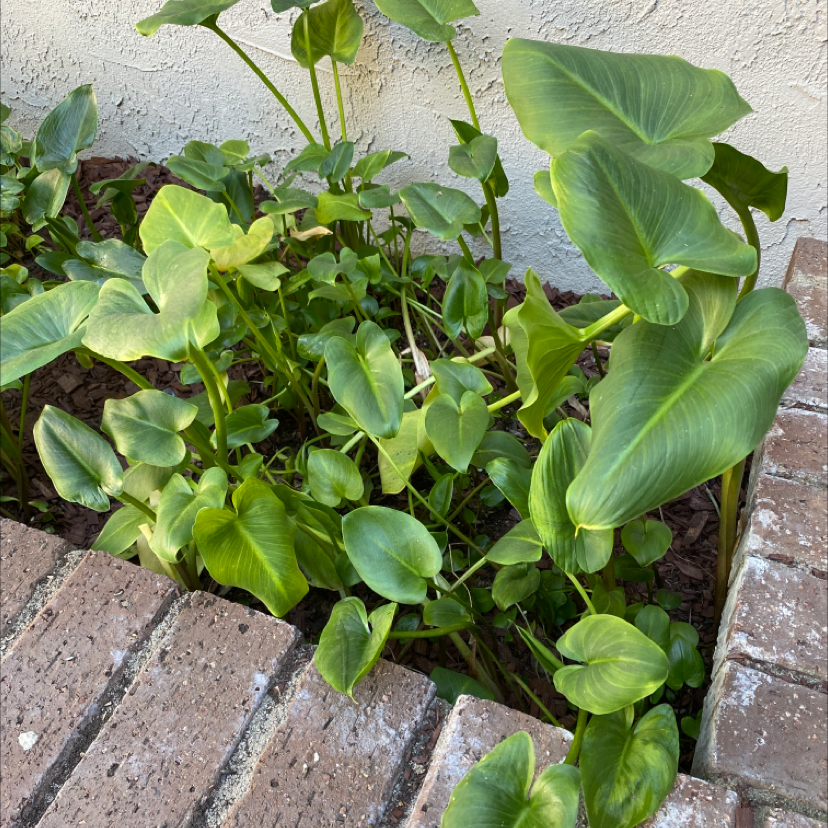 Healthy green calla lily plants growing outdoors in a brick planter, with broad arrowhead-shaped leaves and no visible flowers.