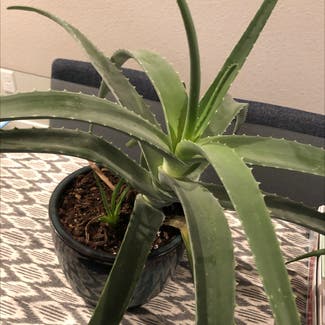 Aloe Vera plant in Loveland, Colorado