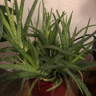 Aloe Vera plant in Loveland, Colorado