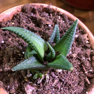 hawthoria plant in Loveland, Colorado