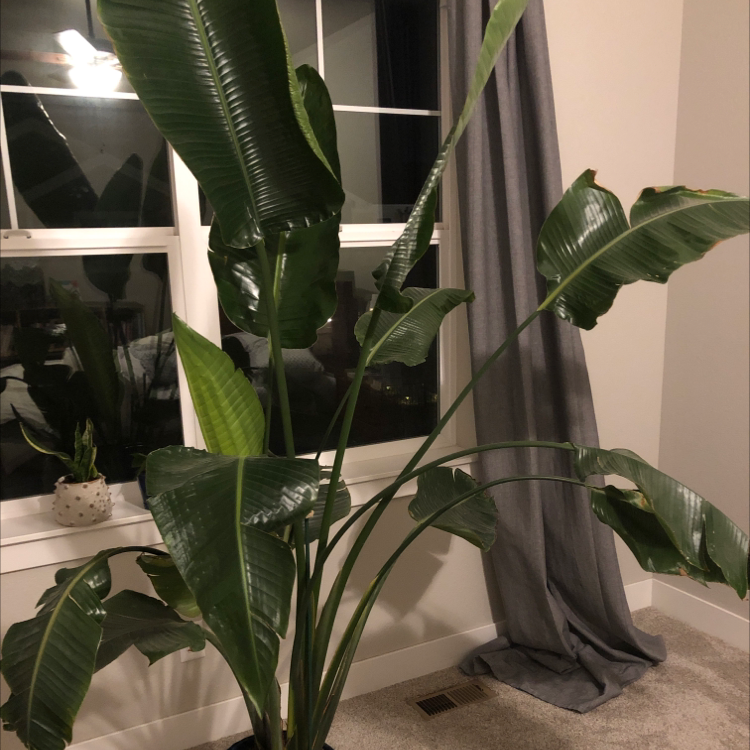 White Bird of Paradise plant photo by @LegitTallsedge named Giant plant on Greg, the plant care app.