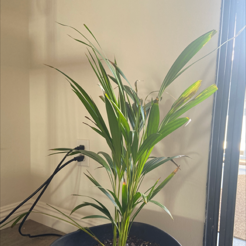 Healthy Kentia palm plant with long arching green fronds in a black plastic container photographed against a light neutral wall.