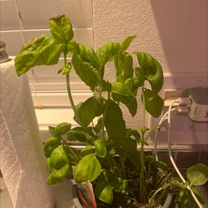 Sweet Basil plant photo by @FetchingSucc named Liam on Greg, the plant care app.