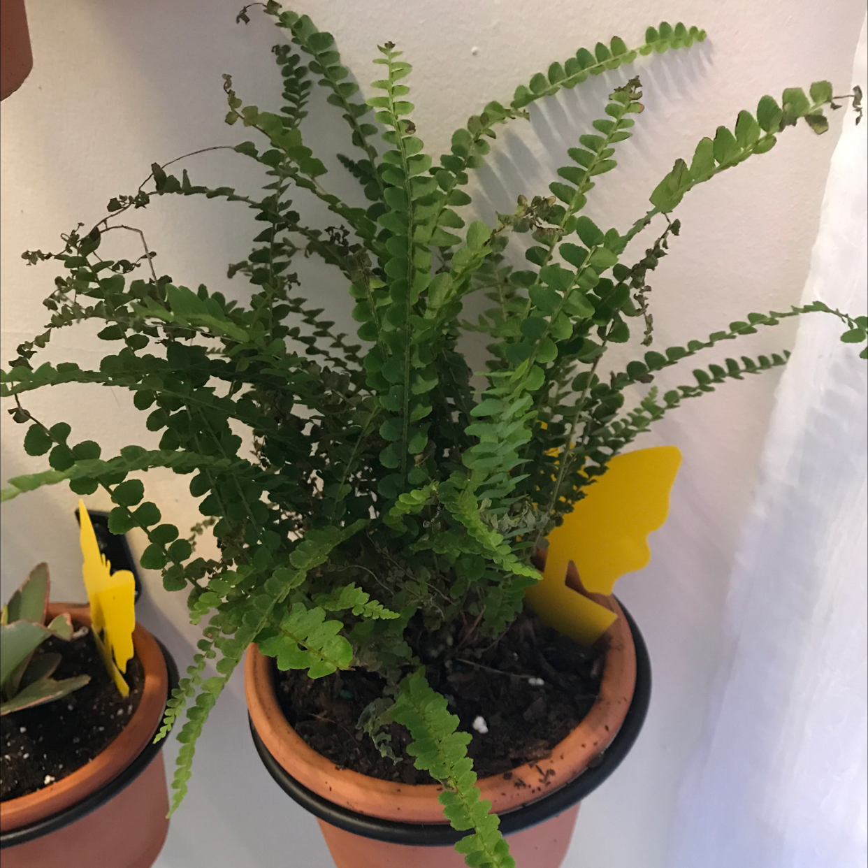 Healthy erect sword fern in a terracotta pot, with bright green pointed fronds and no signs of disease or damage.
