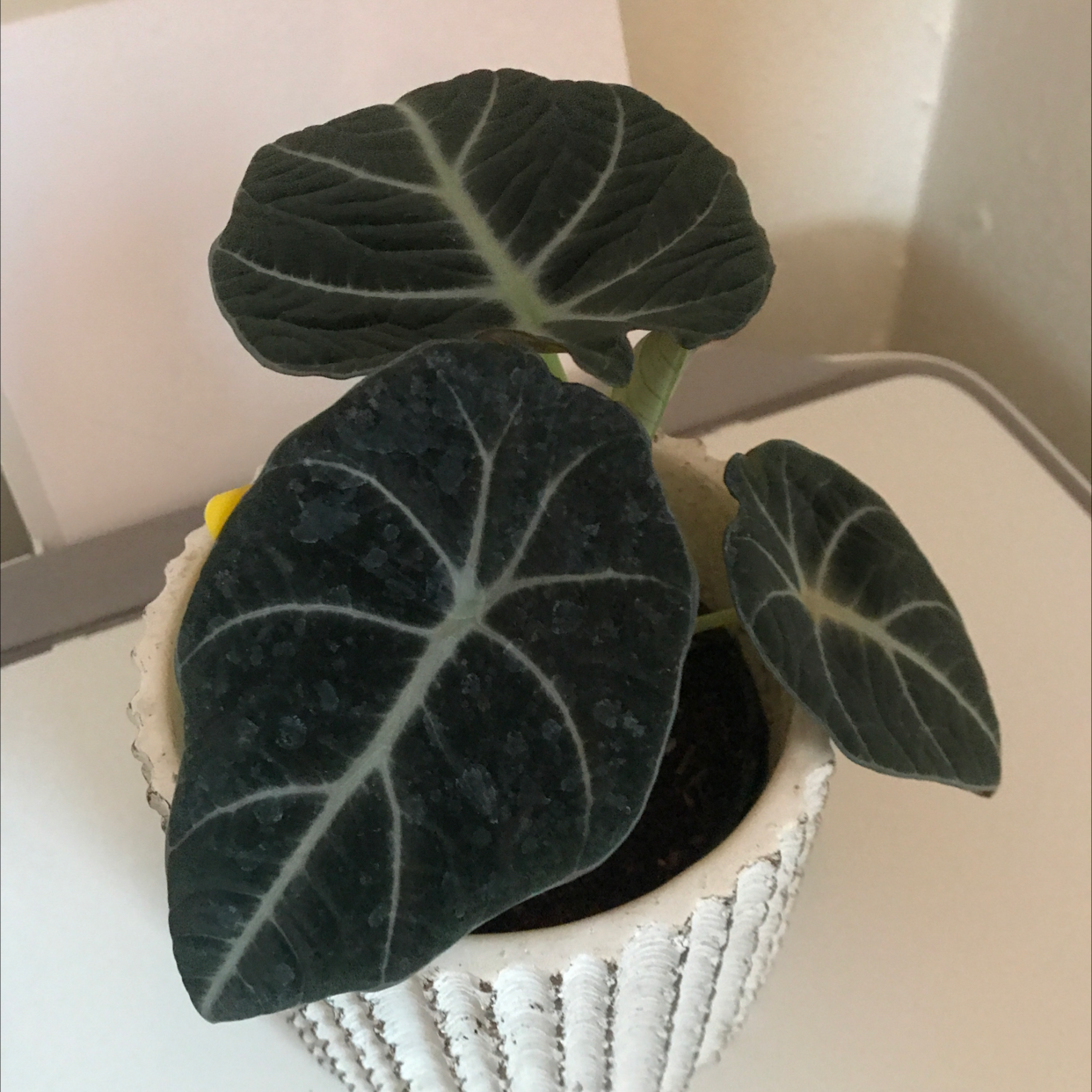 Close-up of a healthy Alocasia plant with dark green, veined leaves in a white ceramic pot.