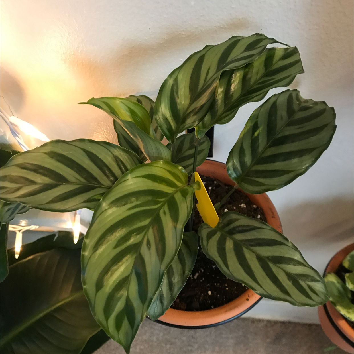 Calathea 'Freddie' plant with striped leaves in a pot, soil visible.