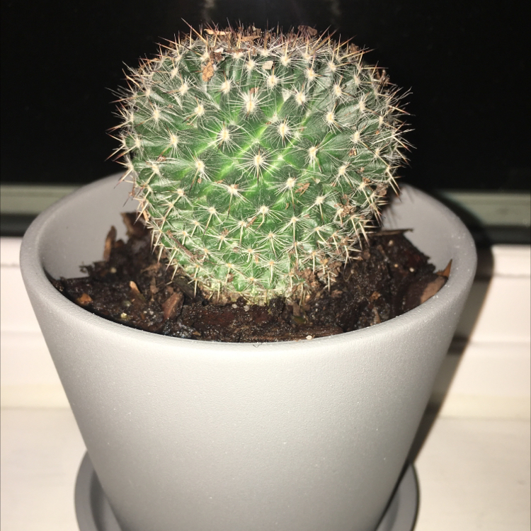 Golden Barrel Cactus plant photo by @Kingocheesland named Joubert on Greg, the plant care app.