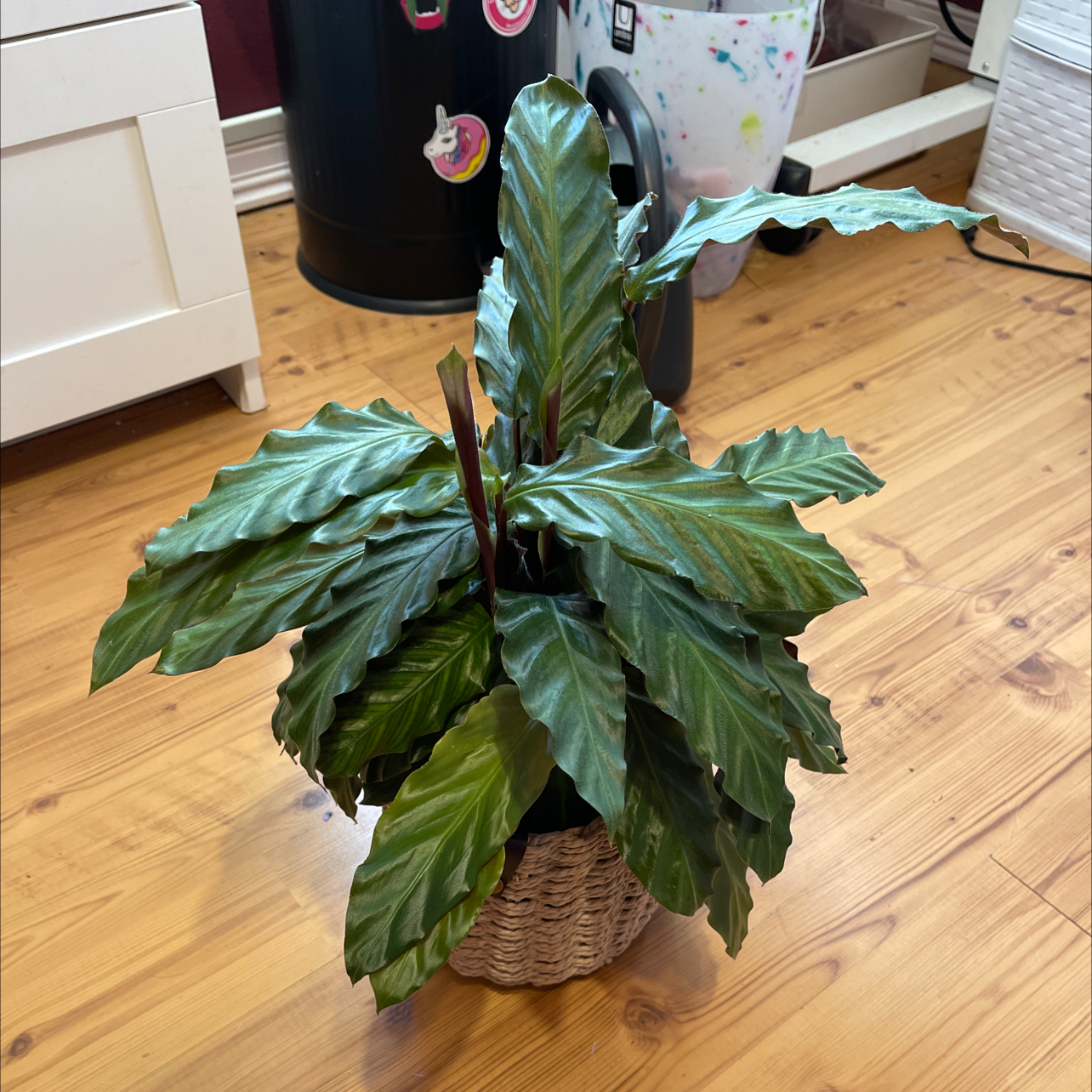 Healthy Furry Feather Calathea plant with broad green leaves in a woven basket.
