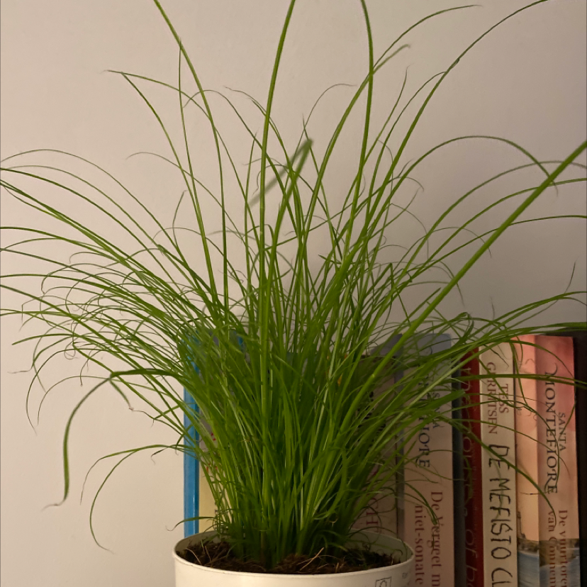 Healthy cat grass plant in a white pot with long, thin green leaves.