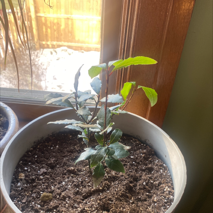 Bay Laurel plant in a pot near a window with visible soil and healthy green leaves.
