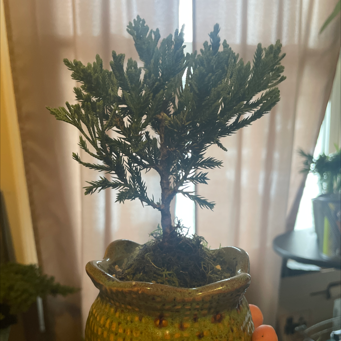 Japanese Garden Juniper in a decorative pot, held by a hand.
