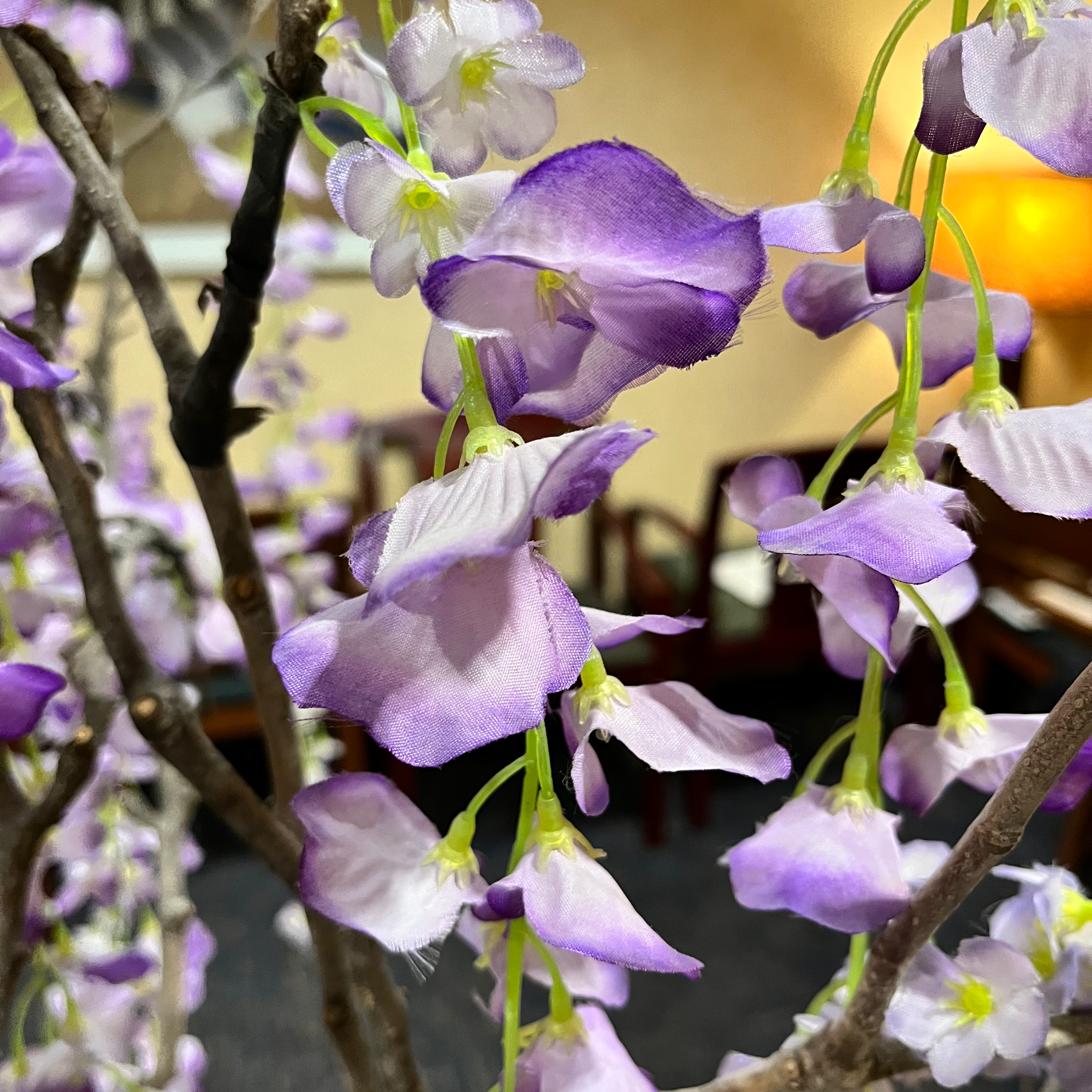 Chinese Wisteria with purple and white flowers in focus.