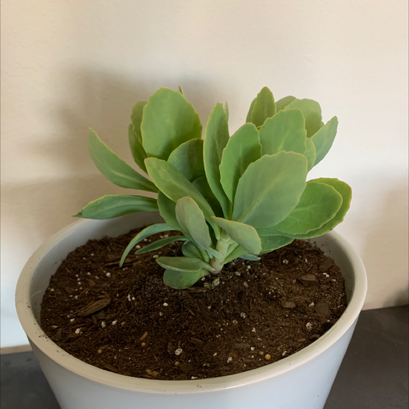 Healthy Sedum spectabile succulent plant with thick green leaves in a white ceramic pot with dark soil mix.