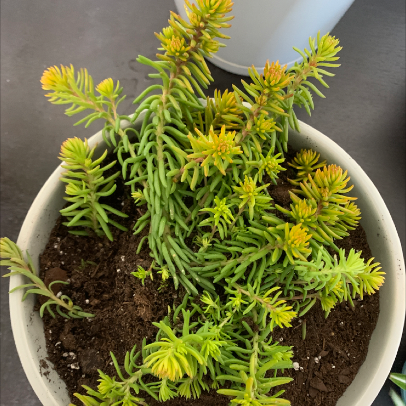 Potted Jenny's Stonecrop plant with green, needle-like leaves and some yellowing tips.
