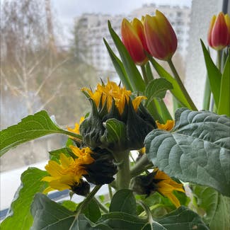 Common Sunflower plant in Kyiv, Kyiv city