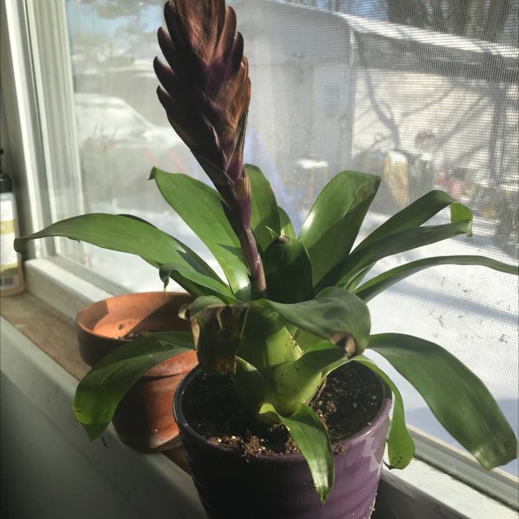Flaming Sword plant (Vriesea splendens) in a purple pot on a windowsill, with a prominent flower spike and some browning leaves.