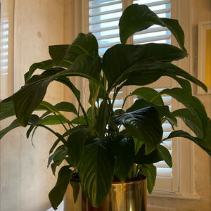 Peace Lily plant photo by Briskgalega named Pippa Peace on Greg, the plant care app.