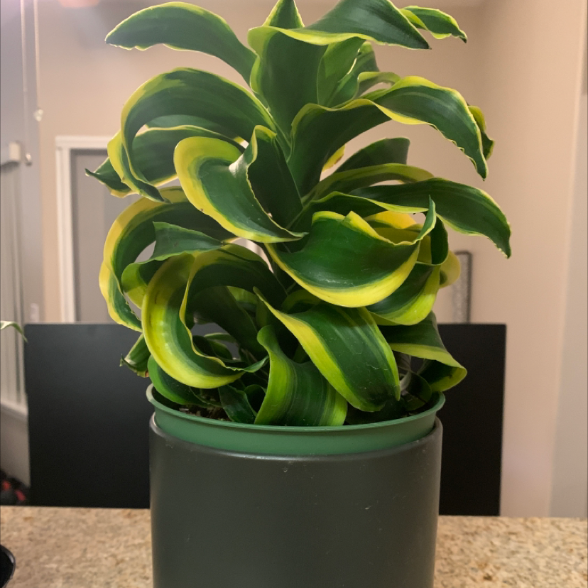 Dracaena 'Tornado' plant in a pot with vibrant green leaves and yellow edges.