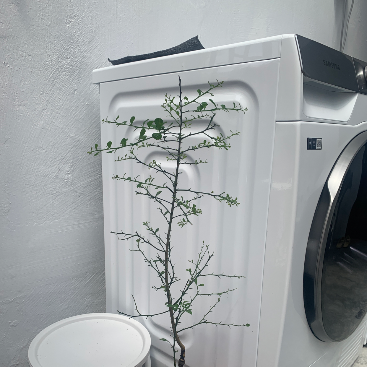 Australian Finger Lime plant with small, oval leaves in front of a washing machine.