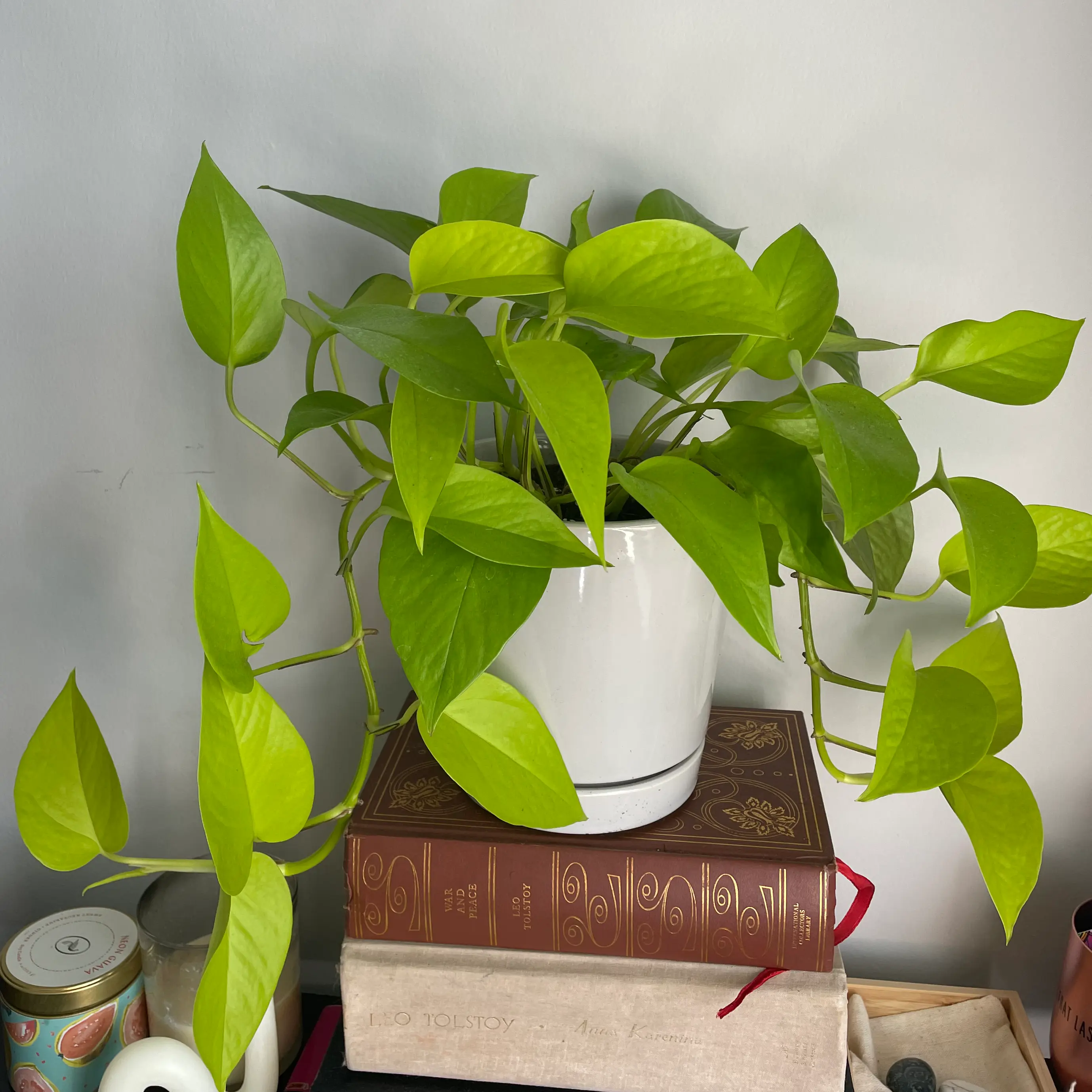 Taro Vine plant photo by @cmc99 named Thena on Greg, the plant care app.