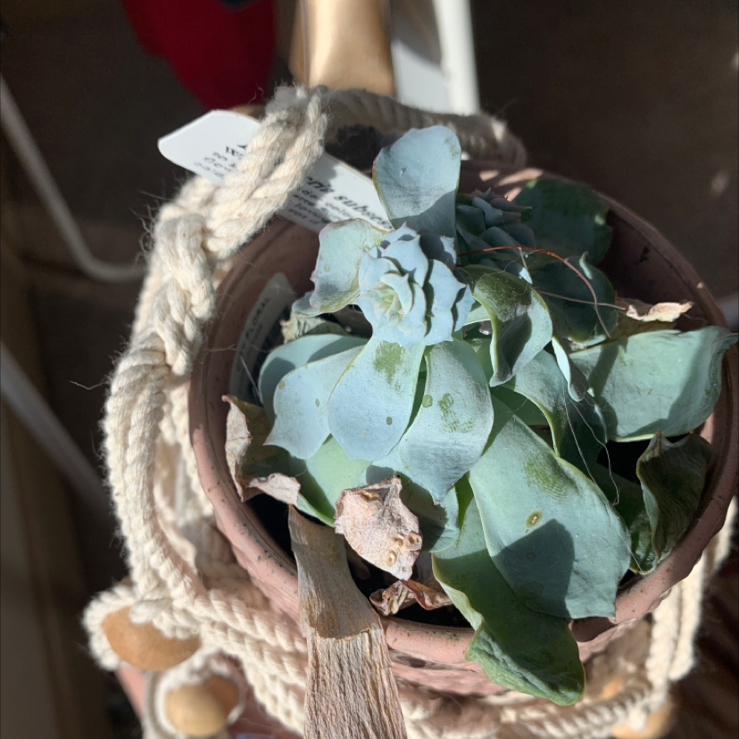 Echeveria 'Morning Beauty' in a pot with some leaf discoloration and damage.