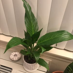 Peace Lily plant photo by Fabulouscashew named Lil’ Lilly on Greg, the plant care app.