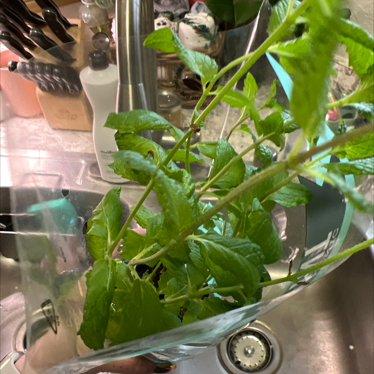 Horse Mint plant with green leaves in a kitchen sink, possibly being watered.
