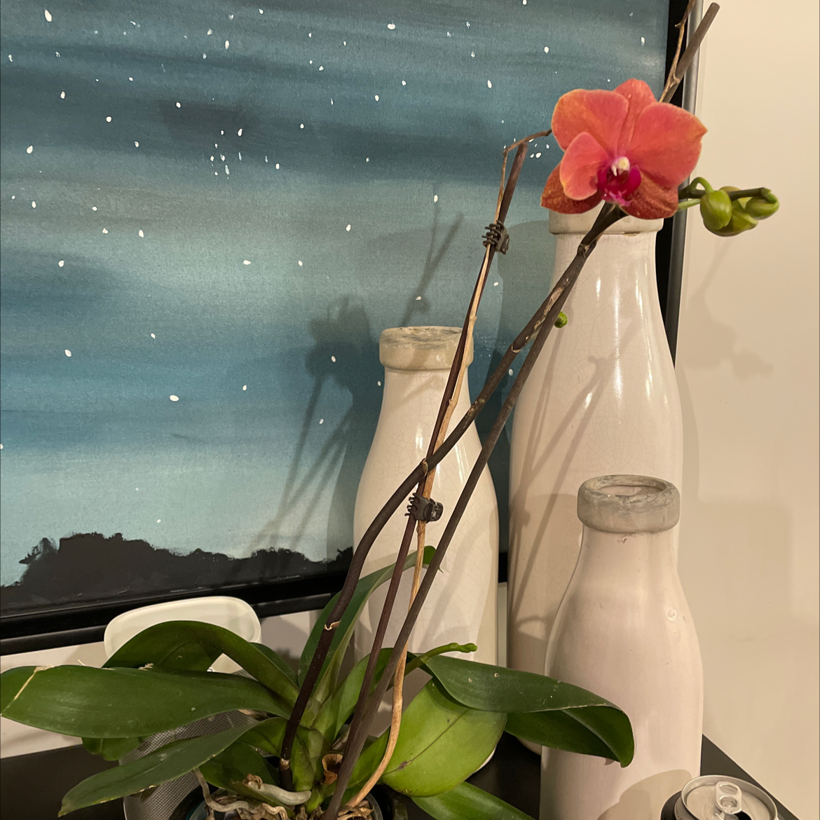 Photo of the plant species Utricularia Gibba by Megan named Red bird on Greg, the plant care app