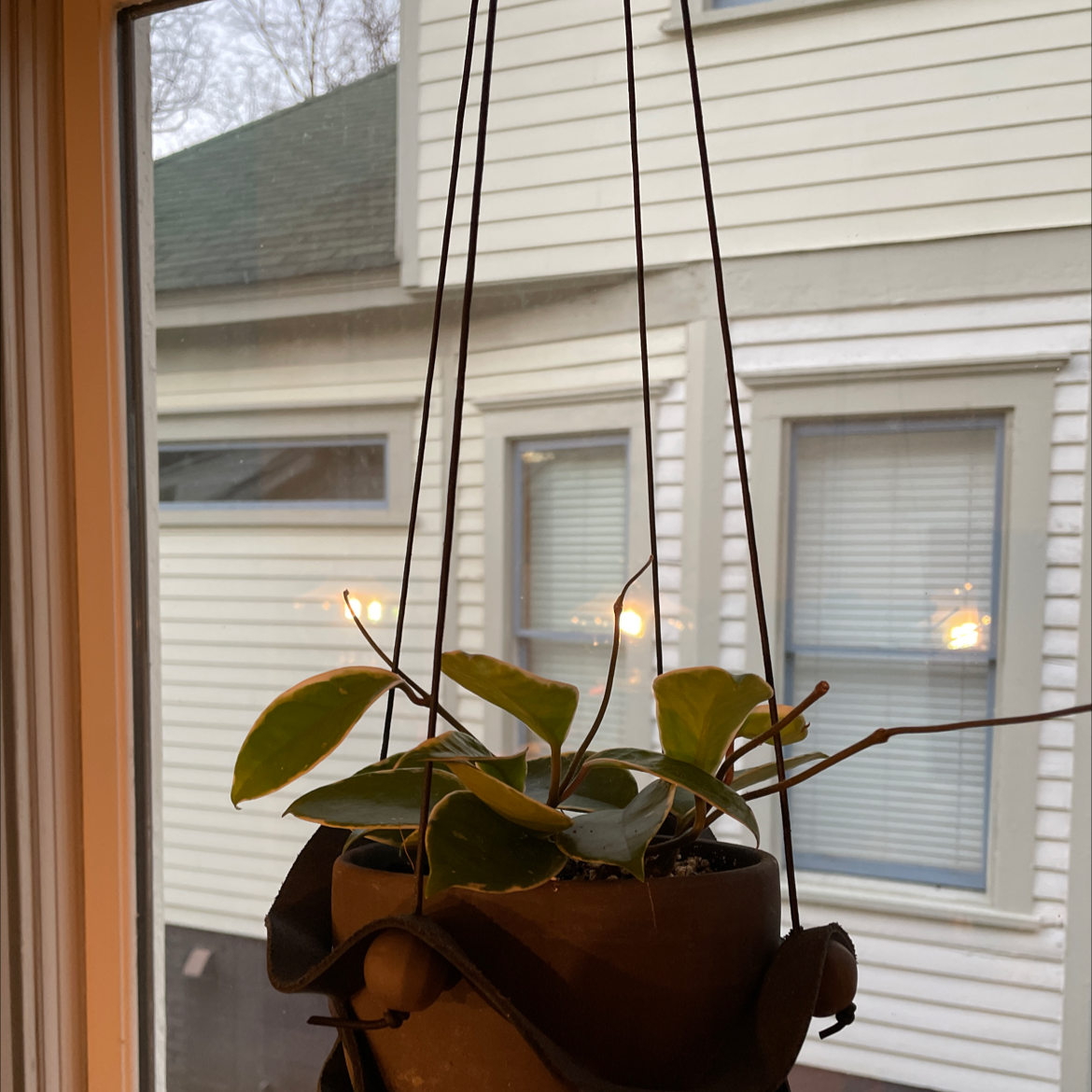 Hoya Carnosa Tricolor plant in a hanging pot near a window with some leaf discoloration.