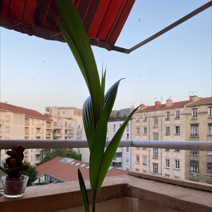 Young coconut plant on a balcony with a cityscape in the background.