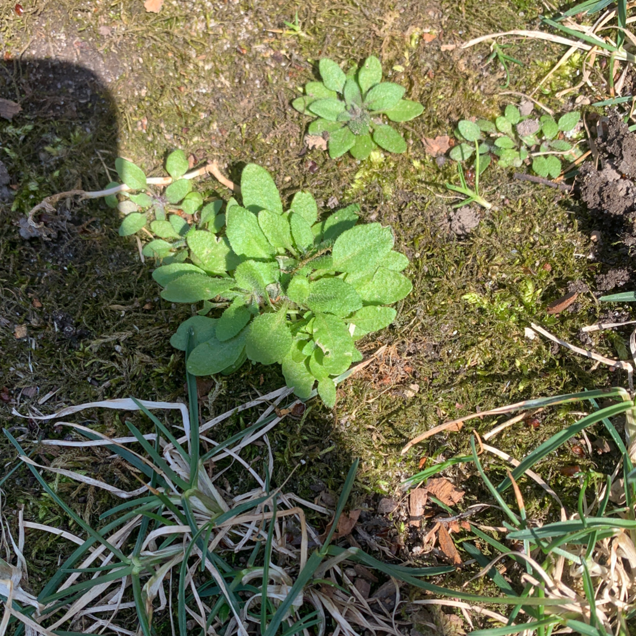 Photo of the plant species Mouse-Ear Cress by Jacob named Your plant on Greg, the plant care app
