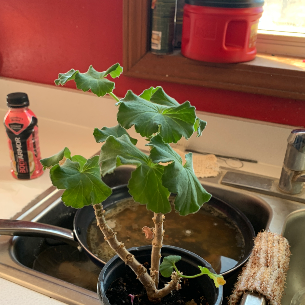 Zonale Geranium plant in a small pot near a kitchen sink with green leaves.