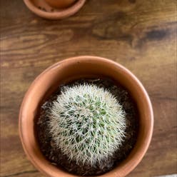 Twin Spined Cactus plant