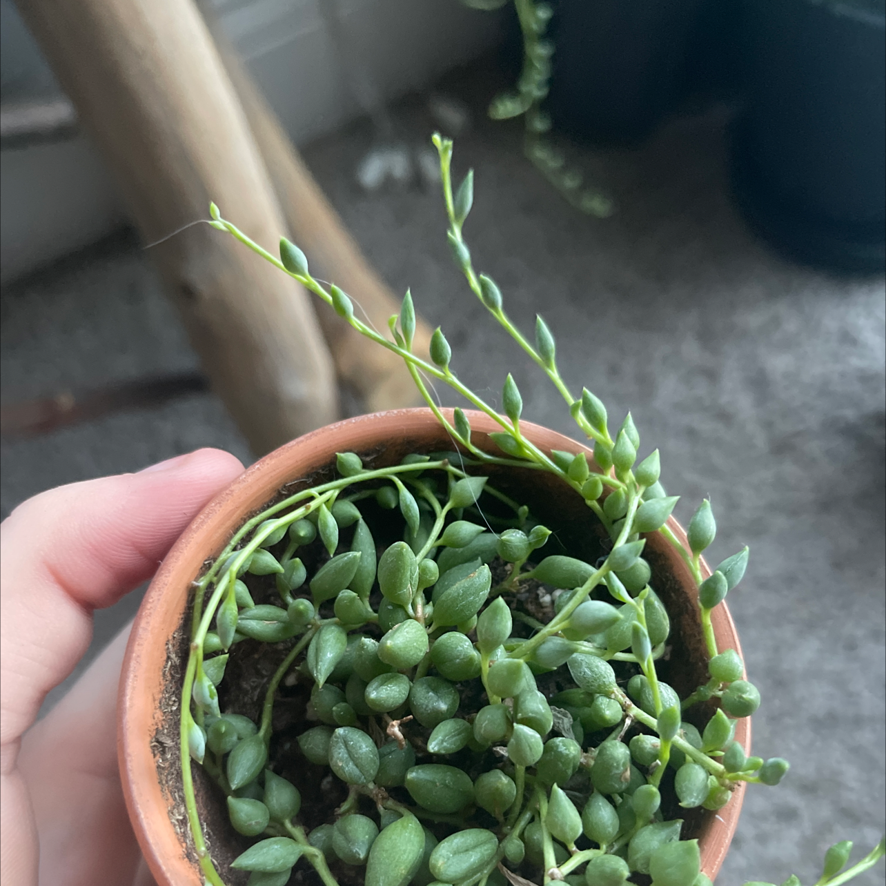 String of Bananas plant photo by @Youngplantdad named Messi on Greg, the plant care app.