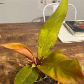 Philodendron Prince of Orange plant in Washington, Illinois